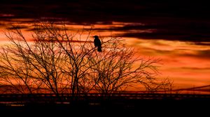 Preview wallpaper tree, bird, dark, dusk, evening