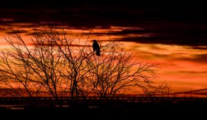 Preview wallpaper tree, bird, dark, dusk, evening