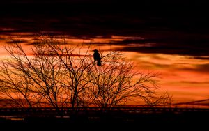 Preview wallpaper tree, bird, dark, dusk, evening
