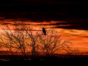Preview wallpaper tree, bird, dark, dusk, evening