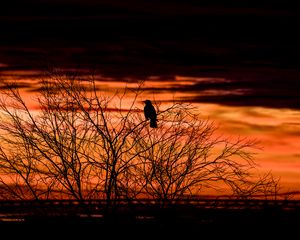 Preview wallpaper tree, bird, dark, dusk, evening