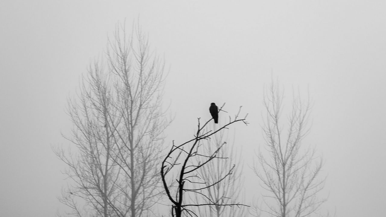 Wallpaper tree, bird, fog, mist, black and white, bw