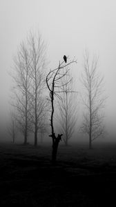 Preview wallpaper tree, bird, fog, mist, black and white, bw