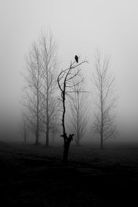 Preview wallpaper tree, bird, fog, mist, black and white, bw