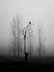 Preview wallpaper tree, bird, fog, mist, black and white, bw