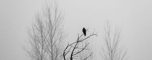 Preview wallpaper tree, bird, fog, mist, black and white, bw