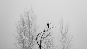 Preview wallpaper tree, bird, fog, mist, black and white, bw