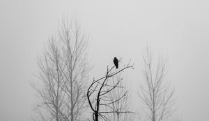 Preview wallpaper tree, bird, fog, mist, black and white, bw