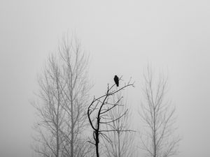 Preview wallpaper tree, bird, fog, mist, black and white, bw