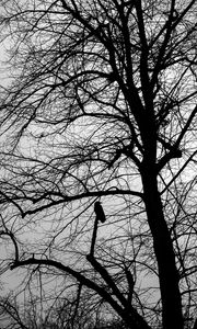 Preview wallpaper tree, bird, silhouette, dark, bw