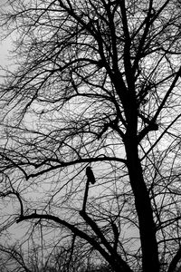 Preview wallpaper tree, bird, silhouette, dark, bw