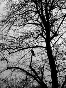 Preview wallpaper tree, bird, silhouette, dark, bw