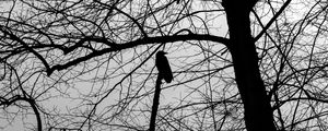 Preview wallpaper tree, bird, silhouette, dark, bw