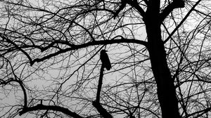 Preview wallpaper tree, bird, silhouette, dark, bw