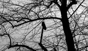 Preview wallpaper tree, bird, silhouette, dark, bw