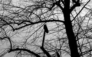 Preview wallpaper tree, bird, silhouette, dark, bw