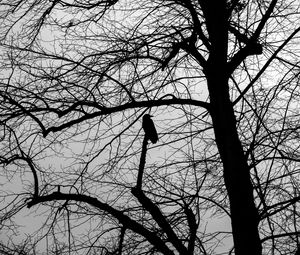 Preview wallpaper tree, bird, silhouette, dark, bw