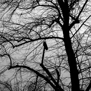 Preview wallpaper tree, bird, silhouette, dark, bw