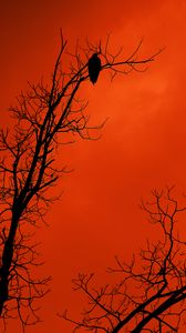 Preview wallpaper tree, bird, silhouette, sunset, orange
