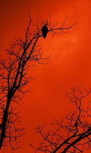 Preview wallpaper tree, bird, silhouette, sunset, orange