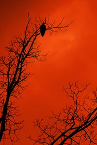 Preview wallpaper tree, bird, silhouette, sunset, orange