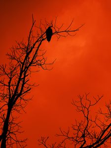 Preview wallpaper tree, bird, silhouette, sunset, orange