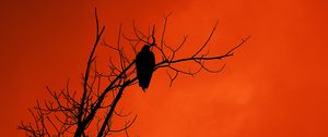 Preview wallpaper tree, bird, silhouette, sunset, orange
