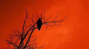 Preview wallpaper tree, bird, silhouette, sunset, orange