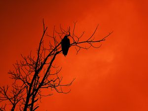 Preview wallpaper tree, bird, silhouette, sunset, orange