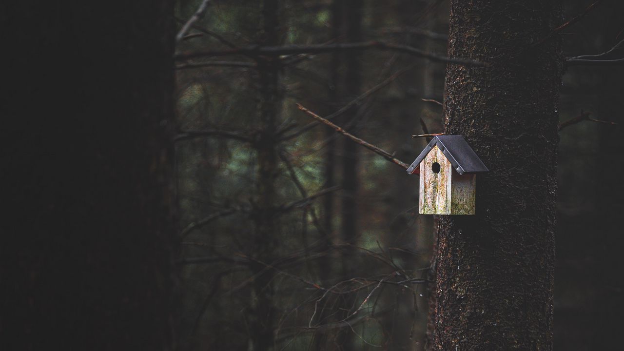 Wallpaper tree, birdhouse, forest, nature