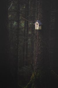 Preview wallpaper tree, birdhouse, forest, nature