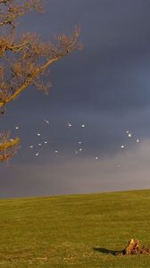 Preview wallpaper tree, birds, cloudy, horizon, sky, gloomy