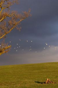 Preview wallpaper tree, birds, cloudy, horizon, sky, gloomy