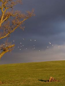 Preview wallpaper tree, birds, cloudy, horizon, sky, gloomy