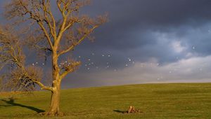 Preview wallpaper tree, birds, cloudy, horizon, sky, gloomy