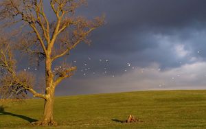 Preview wallpaper tree, birds, cloudy, horizon, sky, gloomy