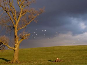 Preview wallpaper tree, birds, cloudy, horizon, sky, gloomy