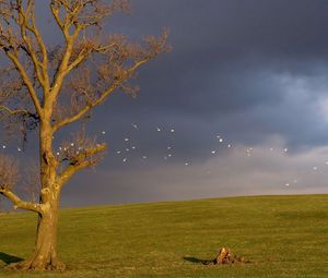 Preview wallpaper tree, birds, cloudy, horizon, sky, gloomy