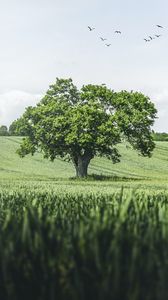 Preview wallpaper tree, birds, grass, vast