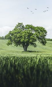 Preview wallpaper tree, birds, grass, vast