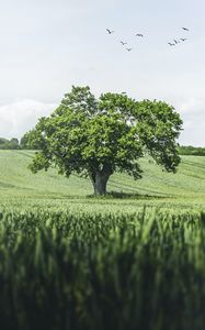 Preview wallpaper tree, birds, grass, vast