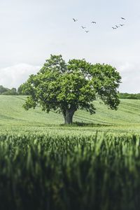 Preview wallpaper tree, birds, grass, vast