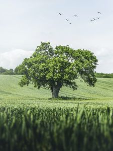 Preview wallpaper tree, birds, grass, vast