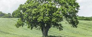 Preview wallpaper tree, birds, grass, vast