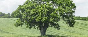 Preview wallpaper tree, birds, grass, vast