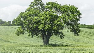 Preview wallpaper tree, birds, grass, vast