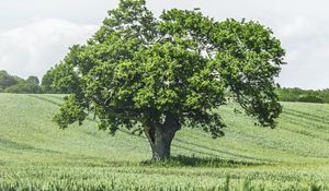 Preview wallpaper tree, birds, grass, vast