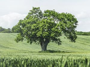 Preview wallpaper tree, birds, grass, vast