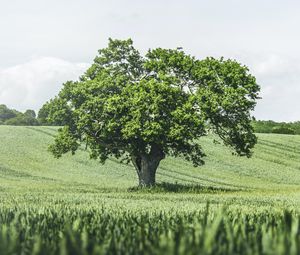 Preview wallpaper tree, birds, grass, vast