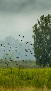 Preview wallpaper tree, birds, grass, field, nature